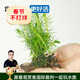 云峰海瑞 水草活體魚(yú)缸造景套餐用品水族箱裝飾魚(yú)缸種子沉木活水草 南極杉沉木單頭（金魚(yú)冷水魚(yú)不吃的水草）
