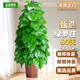 正植青年大葉綠蘿柱盆栽客廳大型綠植辦公室內除甲醛凈化空氣綠籮源頭直發(fā)