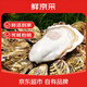 鮮京采 鮮活生蠔5XL 凈重5斤 9-12只 鮮活到家 海鮮 源頭直發(fā) 年貨送禮