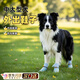 OSKV狗狗鞋子大型犬狗狗腳套中型犬寵物鞋邊牧金毛鞋子軟底甩不掉防水 滿(mǎn)印小狗（四季款）4只 4XL（建議體重30-60斤）