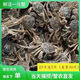 胖東來(lái)同款鮮活大閘蟹母蟹江蘇蟹稻田蟹兩香辣蟹河蟹醉蟹海鮮水產(chǎn) 全公二元蟹35只送5只 送的是備用 不參與賠償