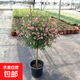 小木槿花苗盆栽棒棒糖藍雪花室內陽(yáng)臺庭院花卉植物四季開(kāi)花好養活 棒棒糖型【90-1米高】花期帶花