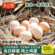 鄉公館土雞蛋新鮮雞蛋正宗農家散養整箱裝笨雞蛋柴雞蛋盒裝蟲(chóng)草笨純雞蛋 土雞蛋30枚整箱1.2kg