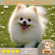 夢(mèng)茜兒純種博美犬球形博美幼犬活體寵物狗狗茶杯犬博美狗小白狗小體博美 寵物級 精品款 公