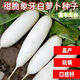 耘淘大紅豐蘿卜種子東北特大紅皮高產(chǎn)紅圓四季秋季蔬菜種籽孑菜籽大全 象牙白蘿卜種子1包約400粒 原裝