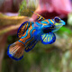 興國海（Singoseafarm）五彩 青蛙魚(yú) 圓點(diǎn) 活體小型海水觀(guān)賞魚(yú)海缸吃蟲(chóng)快遞包活鼠目魚(yú) 五彩青蛙5-6cm