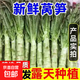 湖北露天新鮮萵筍湖北農家露天種植時(shí)令蔬菜嫩青筍產(chǎn)地直銷(xiāo)蔬菜 1斤