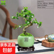 懸崖福建茶老樁盆栽 室內客廳桌面擺件 四季常青易養微景觀(guān)盆景 老樁S型福建茶（原盆）