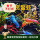 美人霧觀(guān)賞蝦鰲蝦冷水觀(guān)賞寵物蝦蝦苗活體淡水小龍蝦 鰲蝦3-3.5cm 3只（顏色隨機）