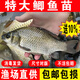 鯽魚(yú)苗批發(fā)淡水養殖食用水觀(guān)賞活魚(yú)工程黃金土鯽魚(yú)苗特大中科5號鯽魚(yú)餌料 優(yōu)質(zhì)大鯽魚(yú)苗6-8厘米20條【送10%防損】