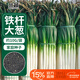 北蔬 大蔥種子種苗山東章丘長(cháng)白大蔥蔬菜種籽 卓脆鐵桿大蔥種子10g
