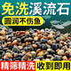 京悠雨溪流石沙魚(yú)缸底砂原生溪流烏龜缸造景鵝卵石沙魚(yú)缸水族箱鋪底專(zhuān)用 精洗溪流石1-3mm【1斤裝】