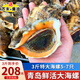 海宏盈【活鮮】 青島大海螺鮮活 1500g 海鮮貝類(lèi)生鮮 超大規格共5-7只 1500g