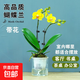 年宵花蝴蝶蘭盆栽黃粉色春節年貨精品綠植物好養網(wǎng)紅花卉裝飾過(guò)年 金黃色系 2支花 帶花或花苞 含水培盆 1盆