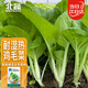 北蔬 耐熱雞毛菜種子春種速生小白菜蔬菜種籽 熱雄白梗雞毛菜種子20g