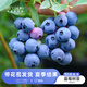 海蒂的花園藍莓樹(shù)果苗盆栽果樹(shù)南方北方帶陽(yáng)臺庭院地栽苗海媽家高產(chǎn)苗好養護 藍莓玫瑰15cm盆（帶花苞發(fā)貨）