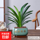 君子蘭盆栽四季常青植物室內辦公室豪華好養客廳喬遷綠植蘭花苗 3年大苗君子蘭+財源滾滾(梅子青)陶瓷盆