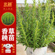 北蔬迷迭香苗綠植盆栽可食用帶土秧苗 直立迷迭香苗5棵源頭直發(fā)包郵