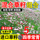 雅之寧山毛豆種子四季播種多年生灌木草籽護坡固土園林綠化景觀(guān)觀(guān)賞種籽 混播灌木草籽/斤