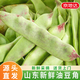 京地達山東 一點(diǎn)紅 油豆角 凈重3.5斤新鮮 油豆角 蔬菜源頭直發(fā)包郵