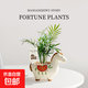 馬上發(fā)財樹(shù)小盆栽辦公室內桌面綠植招財樹(shù)植物馬年伴手禮小馬擺件 袖珍椰子+小馬陶瓷盆【送吊牌+鋪面石】