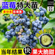 景琳涵藍莓樹(shù)果苗帶果藍莓苗盆栽果樹(shù)苗當年結果南北方種植兔眼特大陽(yáng)臺 精選4年苗 （備注品種）
