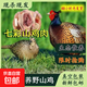 【山林散養】聚天然農家散養正宗新鮮野山雞肉七彩山雞肉整只凈重 山雞2只（3.5斤-4斤）