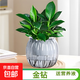 金鉆綠公主綠植盆栽花卉室內吸除甲醛桌面水培懶人好養植物 金鉆+灰南瓜自吸盆