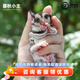 暮秋小主蜜袋鼯活物幼崽小飛鼠會(huì )滑翔蜜袋鼠寶寶蜜袋鼬活體寵物鼠活寵 原色蜜情侶組【一對】【推薦】