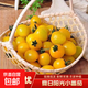 山東夏日陽(yáng)光小番茄新鮮現摘迷戀小番茄黃色圣女果農家種植 夏日陽(yáng)光小番茄 3斤