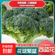 新鮮湖北西蘭花時(shí)令露天花菜農家自種花菜沙拉蔬菜火鍋必備 5斤凈重