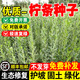 雅之寧擰條種子毛條蜜源植物飼用牧草白檸條錦雞兒種籽護坡灌木綠化草籽 檸條種子1斤【包衣】
