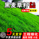 慕越草坪草籽護坡固土狗牙根草種綠化工程四季常青草子黑麥草耐寒耐旱 凈籽百喜草/1斤工程特選