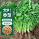 花沃里大葉香菜種子約1100粒/10g 蔬菜種子四季菜籽秋冬季綠葉菜速成菜