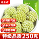 福茗源養生茶 綠蘿花茶葉 特級品質(zhì)西藏綠蘿花結香花茶雪麗花茶滋補250g
