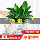 花翁金鉆盆栽綠植物大盆綠蘿除室內甲醛花卉水培辦公凈化空氣源頭直發(fā)