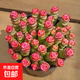 多肉植物錢(qián)串錦精品盆栽 彩色錢(qián)串錦多頭發(fā)20頭