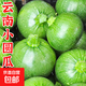 云南高原嫩南瓜小圓瓜綠皮瓜生鮮新鮮蔬菜夏季應季 嫩南瓜 5斤 凈重