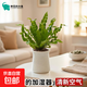 火焰鳥(niǎo)巢蕨盆栽綠植室內辦公室桌面觀(guān)葉凈化空氣懶人好養花卉植物 鳥(niǎo)巢蕨+小蠻腰樹(shù)脂吸水盆 含盆