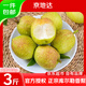 京地達新疆庫爾勒香梨凈重3斤 單果120g+ 新鮮生鮮水果梨子源頭直發(fā)包郵