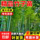 竹子苗庭院室內外觀(guān)賞盆栽黃金竹羅漢竹紫竹苗毛青竹四季包活帶土 發(fā)出均為大土球 根系無(wú)損更好活 量大優(yōu)惠