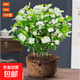 茉莉花盆栽帶花苞樹(shù)苗四季綠植花期超長(cháng)的花卉花茉莉開(kāi)花適合室內 茉莉花一盆帶原土（不含盆）