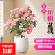 三角梅卡亞塔盆栽帶花老樁花卉四季開(kāi)花室內庭院陽(yáng)臺植物好養 三角梅卡亞塔40-50cm【聚財樹(shù)脂盆】