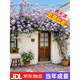 聽(tīng)雪樓薔薇花苗藤本月季花樹(shù)大苗庭院爬藤植物陽(yáng)臺花卉爬墻玫瑰耐寒盆栽 【5A特級 爬藤當年成景】陰雨1.3米-1米6高