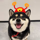 慧寵兒財神帽寵物狗狗帽子2026新年喜慶頭飾柴犬比熊泰迪貓咪拜年配飾 財神帽子【頭圍50cm以?xún)取控i鼻扣調節