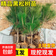 黑松苗松樹(shù)樹(shù)苗庭院道路園林盆栽?xún)?yōu)質(zhì)松樹(shù)苗小苗綠化樹(shù)苗四季常青 黑松50-60厘米高5棵 帶杯苗