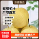 趙縣雪花梨正宗河北趙縣雪花梨新鮮水果產(chǎn)地直發(fā)新4 帶箱9斤凈重8.2斤單果150g起
