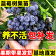 綠達藍莓樹(shù)果苗盆栽藍梅苗特大號帶果室內陽(yáng)臺地栽耐寒南北方四季結果 6年大苗【限時(shí)福利 買(mǎi)1送1】