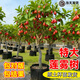 蓮霧苗黑金剛大葉紅臺灣品種當年嫁接南方果樹(shù)苗庭院地栽開(kāi)花結果 黑金剛蓮霧高50cm徑粗0.8 50cm(含)-60cm(不含)