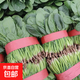 精品山東菠菜時(shí)令蔬菜農家自種現摘現發(fā)新鮮蔬菜生鮮蔬菜火鍋食材 帶箱2斤（凈重1.6斤）